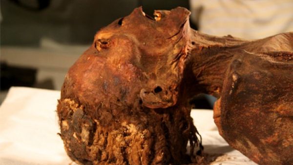 ‘the mummy of the screaming woman' (Twitter)