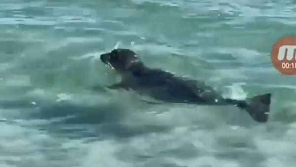 The brutal incident was filmed in the city of Aktau located on the eastern shore of the Caspian Sea, Kazakhstan, and shared to social media yesterday. (Social Media/ Video Screenshot)