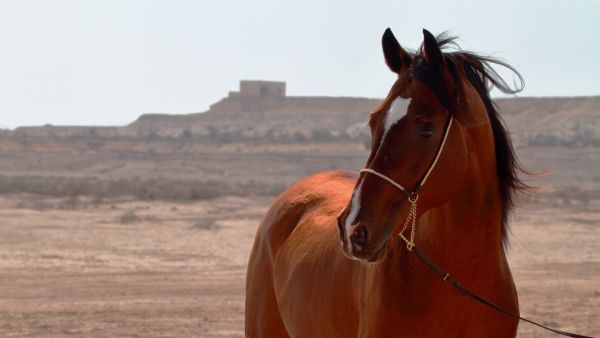 باحثون من وايل كورنيل للطب قطر يسهمون في تسليط الضوء على الإرث الوراثي للخيول العربية