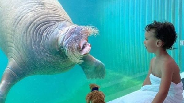 Mathieu Goedefroy, a spokesman for the zoo, said: 'If there's one thing our resort guests don't have, it's privacy. But that is something our animals do have because they all have access to enormous territories where they can easily hide if they don't want to be seen' (Instagram)