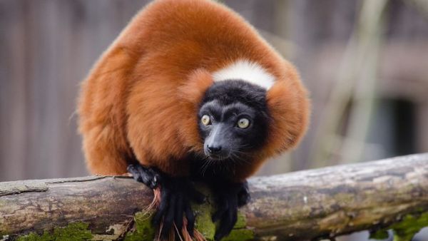 Red-Ruffed Lemur (Twitter)
