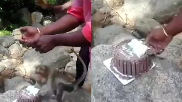 In the video, which was filmed in India, the family can be heard singing before the monkey sneaks up to them, steals the cake and then runs with it up a tree. (Video Screenshot)