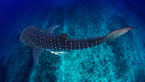 whale shark has the ability to retract about 50 percent of its eyeball into the socket. (Shutterstock/ File Photo)