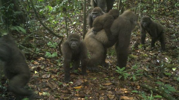Cross River gorillas (Twitter)