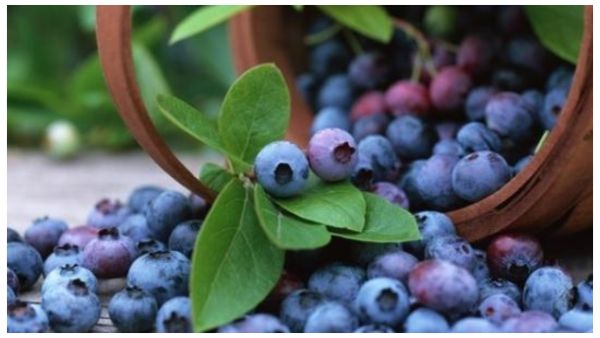 فوائد التوت الأزرق في الوقاية من التهابات المسالك البولية