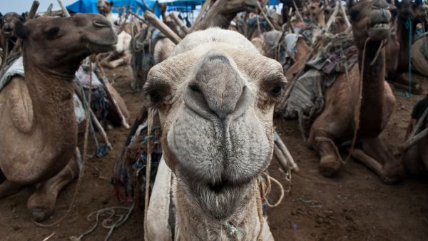 فيروس كورونا الشرق الأوسط MERS  يننتقل أساسا من الحيوان إلى الإنسان