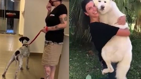 Around 20 cats and dogs have been given back to their worried owners so far. (Animals Lebanon/ Facebook)