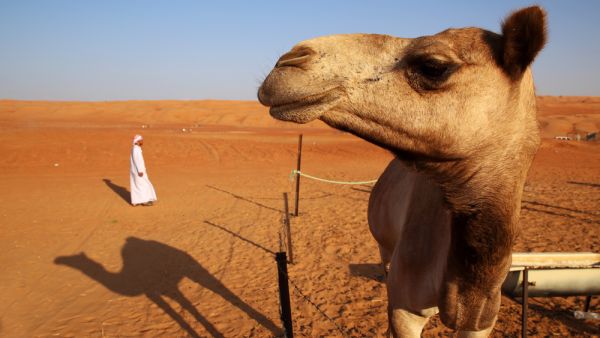 (Shutterstock/ File Photo)