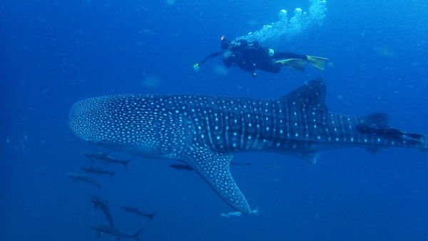 (Shutterstock/ File Photo)