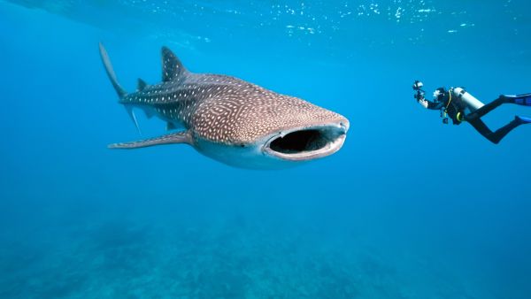 Environmental researcher Ahmed Ghallab said the whale shark is a peaceful. (Shutterstock/ File Photo)