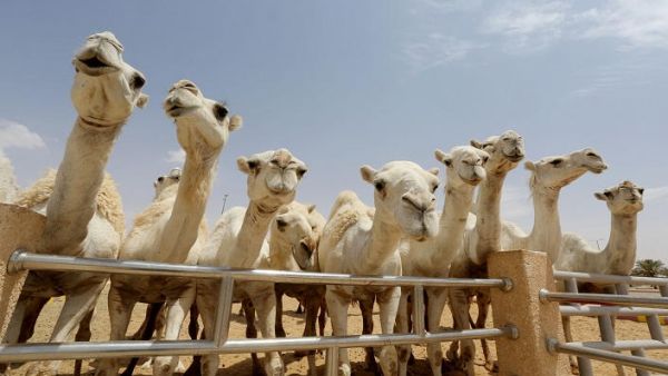 تعبيرية