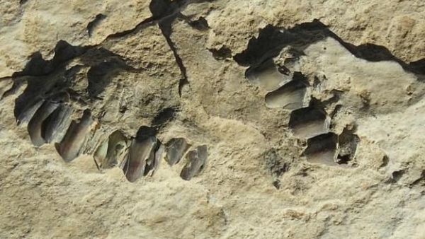 This photo shows animal fossils eroding out of the surface of the Alathar ancient lake deposit. A total of 233 fossils were found at the site, as well as footprints  (AFP)