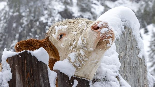 The snowfall set a new record for this time of year (a cow pictured standing in a snow covered meadow in Kals, Austria) (AFP)