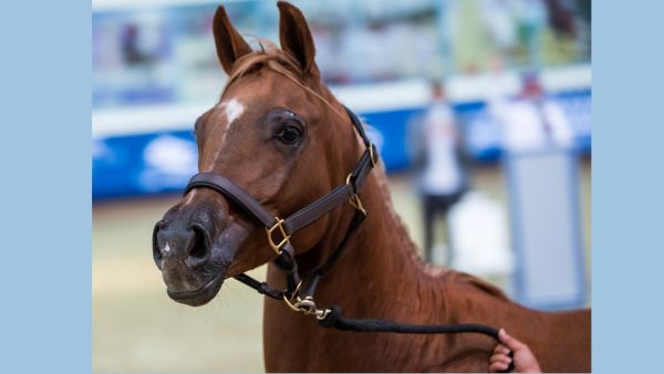 خيول الشقب تتصدى لتحديات الوباء وتدعم قطاع الفروسية في مزاد الخيل