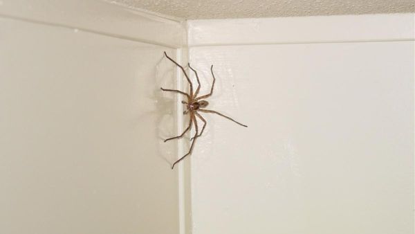 يجب أن تؤدي زراعة شجرة الأوكالبتوس أيضا إلى إبعاد العناكب. يجب أن تؤدي زراعة شجرة الأوكالبتوس أيضا إلى إبعاد العناكب.