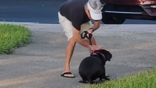 With his fist clenched, the man hit Adi, a Labrador - Pitbull mix, as she huddled on the ground. (Video screenshot/ Facebook)