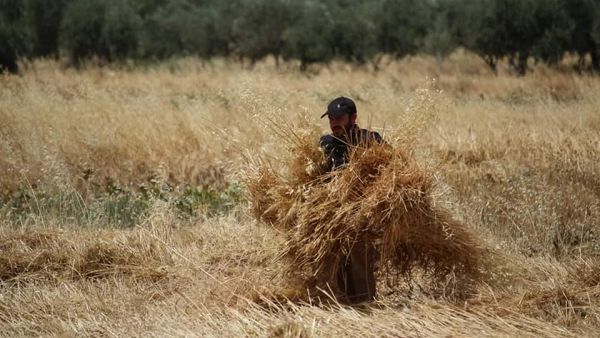 At the end of the season, each participant will get a ration of wheat of that suffices a small family for about a year. Part of the harvest will be provided to support families suffering from difficult economic conditions (wheat Zaka).