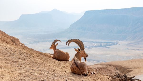 The Nubian ibex (Capra nubiana) is a desert-dwelling goat species found in mountainous areas of Algeria, Egypt, Ethiopia, Eritrea, Israel, Jordan, Lebanon, Oman, Saudi Arabia, Sudan, and Yemen  (Shutterstock)	
