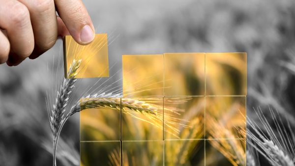 Food Security in the Arab World: Achievements, Challenges and Fears
