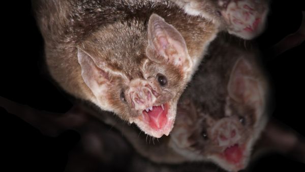 Vampire bats   (Shutterstock)