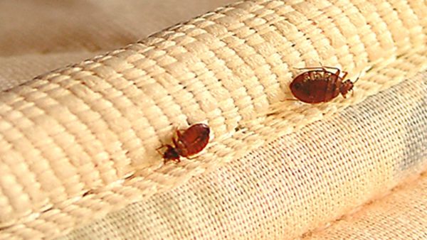 ويموت بق الفراش عندما تصل درجة حرارة أجسامها إلى 45 درجة مئوية ويموت بق الفراش عندما تصل درجة حرارة أجسامها إلى 45 درجة مئوية