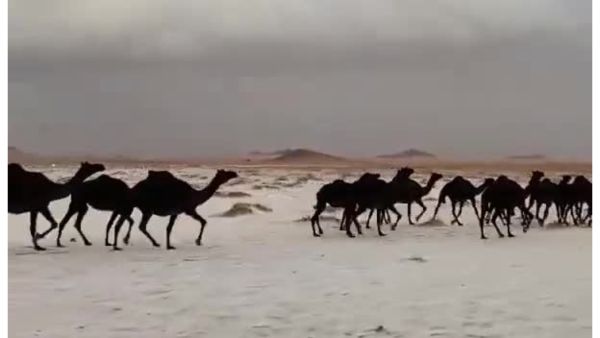 مجموعة إبل تتجول في صحراء حائل المغطاة بالبَرَد
