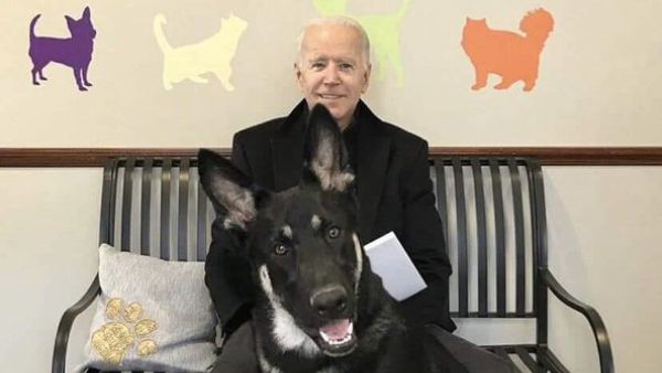 This is Biden’s dog “Major” (Twitter)