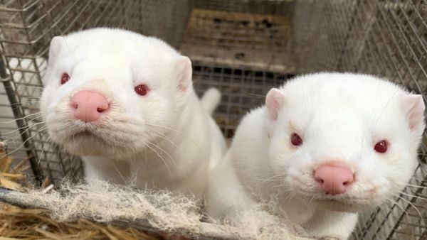 حيوان المنك