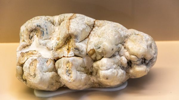 The remains belong to a tusked mammal (Proboscidea) that lived about nine million years before our time and two different animals. (Shutterstock/ File Photo)