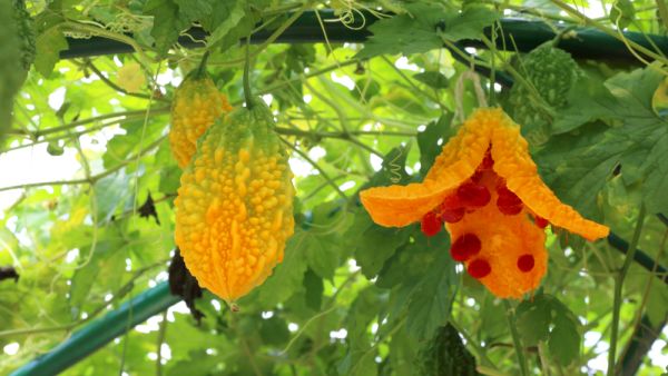 Bitter melon or Momordica charantia plant in organic garden (Shutterstock)	