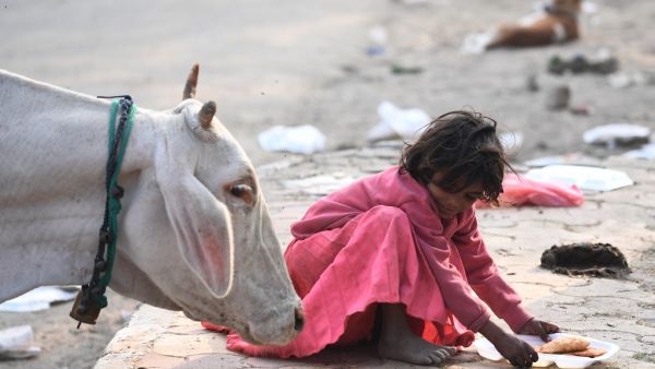 A girl eating on a sidewalk puts her food out of reach from a a cow rummaging for food along a street in Noida on December 7, 2020. Sajjad HUSSAIN / AFP