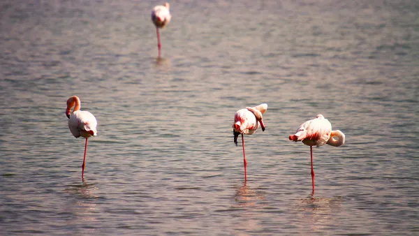 Miankaleh Wildlife Refuge is located at the southeast corner of the Caspian Sea, the Miankaleh Peninsula separating the Bay of Gorgan from the Caspian. (Twitter)