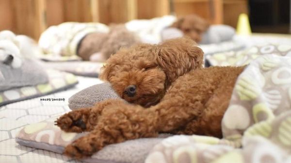 Puppy Spring  (Twitter)