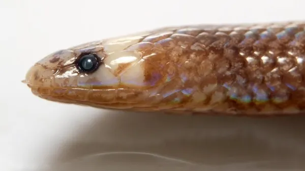Levitonius mirus, also known as the Waray dwarf burrowing snake (Twitter)