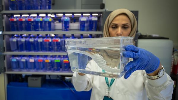 سدرة للطب يستخدم الأسماك لتشخيص الأمراض البشرية