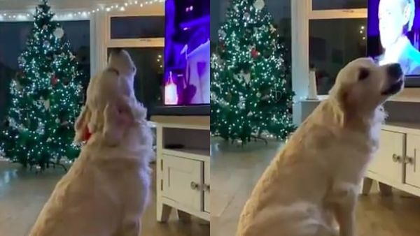 Hugo the Golden Retriever was filmed by his owner, known as Best Recipes UK on Twitter, at home in Whitley Bay. (Twitter)