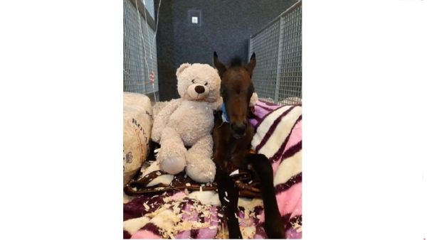 Loving Horses Is the Only Prerequisite To Volunteer at EVMC