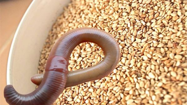 دخول 12 حاوية "سمسم" تحتوي على حشرات وديدان ويرقات حية وميتة بنسبة عالية جدا