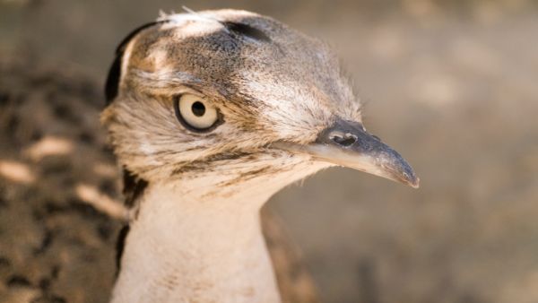 Asian Houbara   (Shutterstock)	
