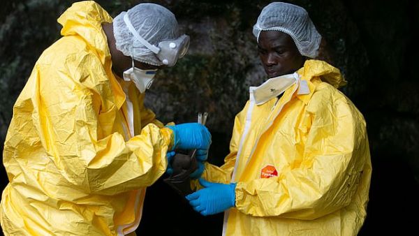 The professor said that he thinks future pandemics could be worse than Covid-19 and could be more apocalyptic (pictured: Researchers collect samples from a bat in Gabon). (AFP)