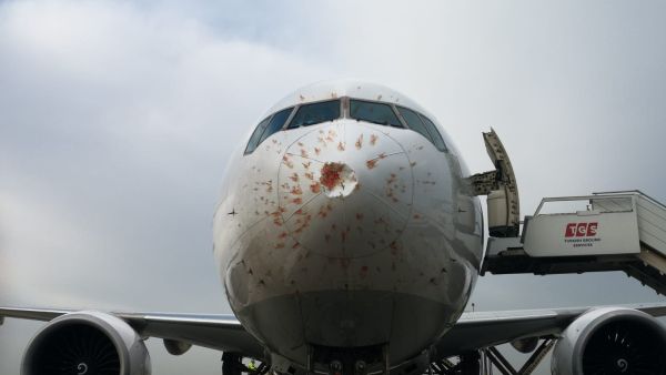 Turkish Airlines flight #TK6471, a Boeing 777-F, struck a flock of birds on approach to Istanbul-Atatürk Airport, Turkey. (Twitter)