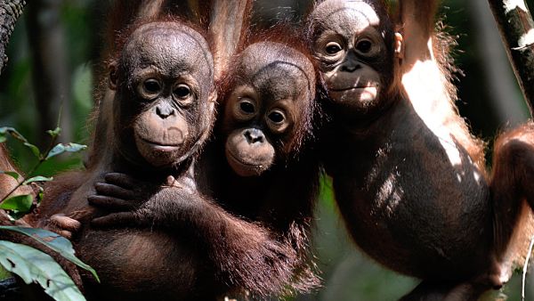 Borneo has lost more than 100,000 orangutans in the last 16 years – about half of the critically endangered species native to the island. Bay Ismoyo /AFP/Getty Images