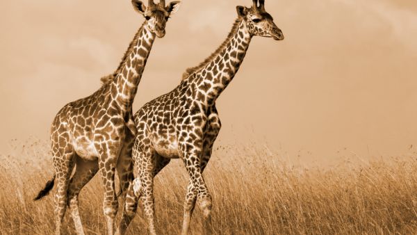 Shutterstock