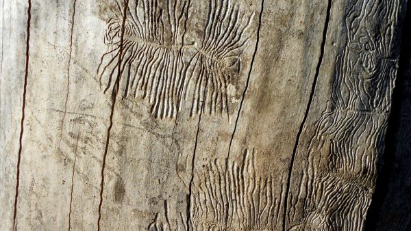 Marks and channels in the wood cut out by insects, bugs, fungi and aerial roots. Traces on wood resembling to insect fossils. (Shutterstock/ File Photo)