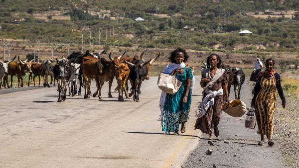 Ethiopian people with zebu cows on the road from Lalibela to Gheralta, Tigray in Northern Ethiopia, Africa (Shutterstock)	