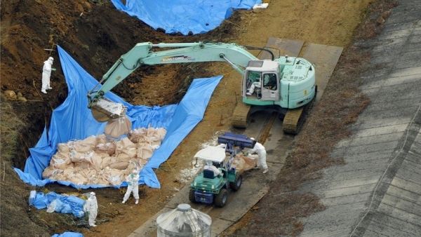 إعدام الدواجن في اليابان