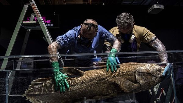 Modern-day coelacanths only grow to about six-and-a-half feet. Pictured: Taxidermists install a coelacanth in a tank  at the National Museum of Natural History. (AFP)