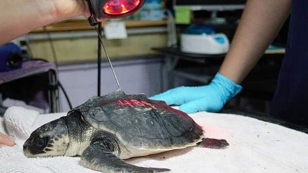 Rehab staff conducting laser therapy on a juvenile Kemp's ridley sea turtle patient. (Instagram)