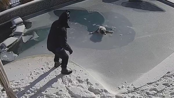 Moments later the dog plunged into the frigid water after the surface ice gave way. (Video Screenshot)