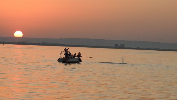 Endangered Arabian Sea Humpback Whale Saved From Entanglement by Oman’s Stranding Network